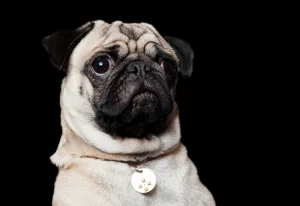 Mops-Portrait im Fotostudio Lichtrevier Bochum – professioneller Tierfotograf für Hunde, Katzen und Haustiere in Bochum und Herne
