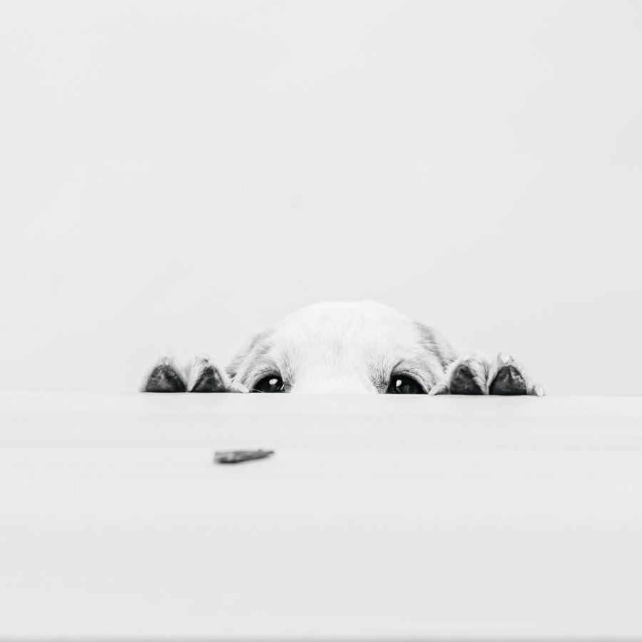 Tierfotograf Bochum – neugieriger Hund im Fotostudio Lichtrevier