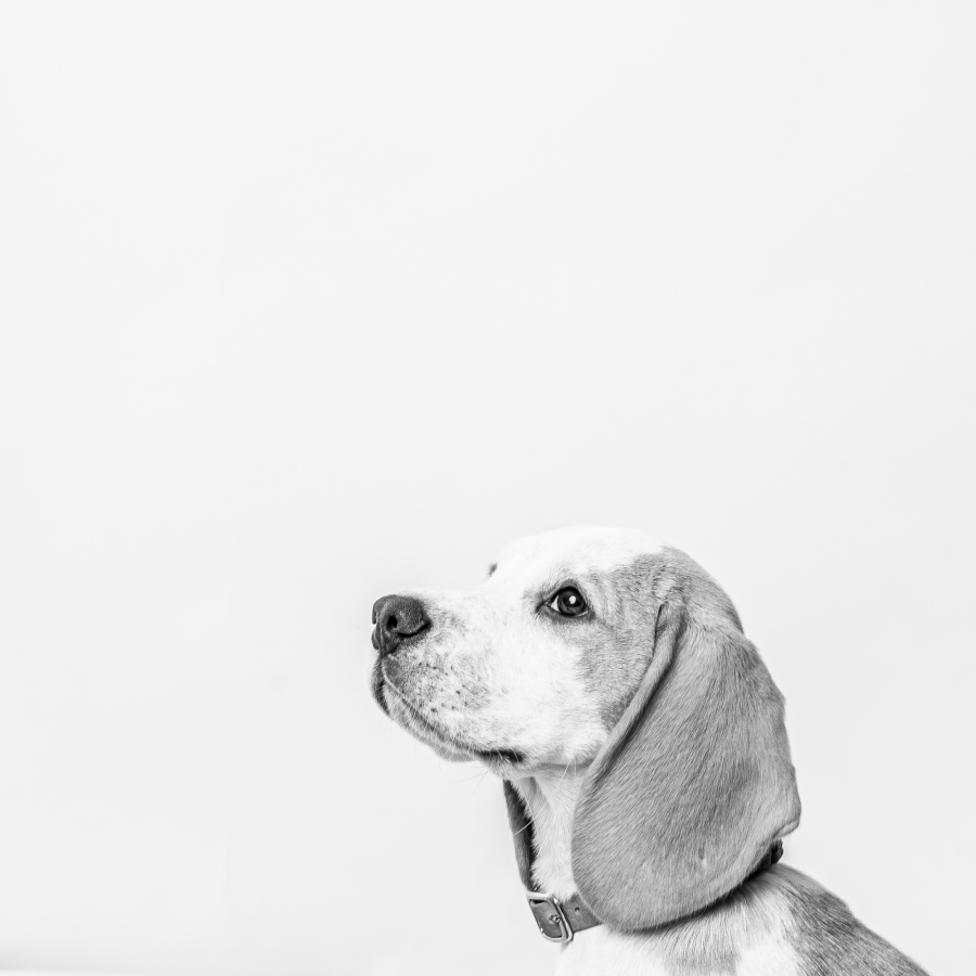Beagle-Portrait – Tierfotograf Bochum | Fotostudio Lichtrevier