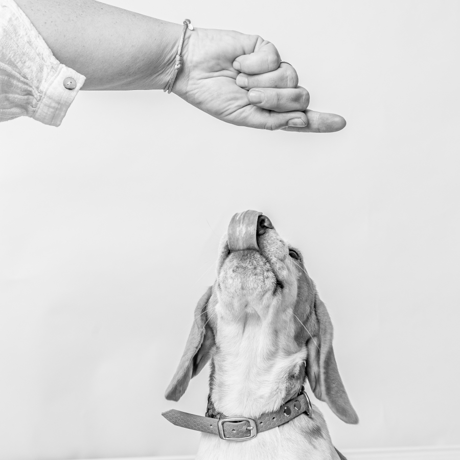 Beagle im Fotostudio Lichtrevier Bochum – professionelles Tierfoto eines Hundes beim Training mit Handzeichen, aufgenommen vom Tierfotografen Bochum.