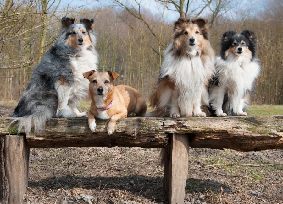 Tierfotograf Bochum – Hunde Outdoor-Shooting | Fotostudio Lichtrevier