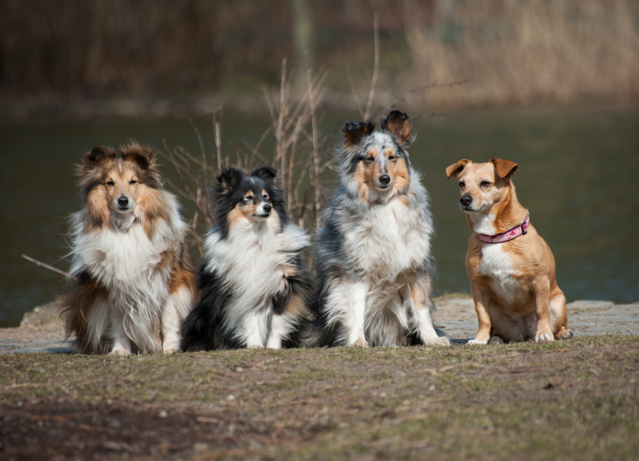 Tierfotograf Bochum – Hunde-Gruppenfoto im Freien | Lichtrevier