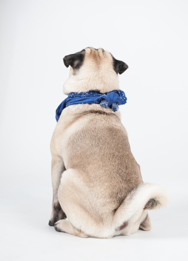 Tierfotograf Bochum – Mops von hinten mit blauem Halstuch | Lichtrevier
