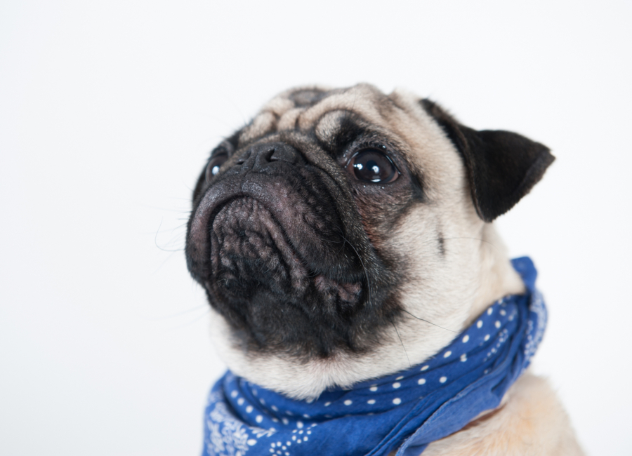 Tierfotograf Bochum – Mops Nahaufnahme | Fotostudio Lichtrevier