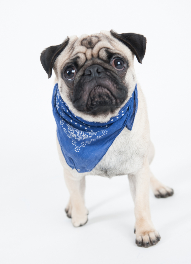 Mops mit blauem Halstuch im Fotostudio Lichtrevier Bochum – professionelles Tierportrait vom Tierfotografen für Hunde und Haustiere aus Bochum und Umgebung.