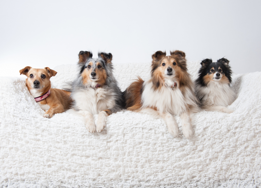 Tierfotograf Bochum – Hunde-Gruppenfoto im Studio | Lichtrevier